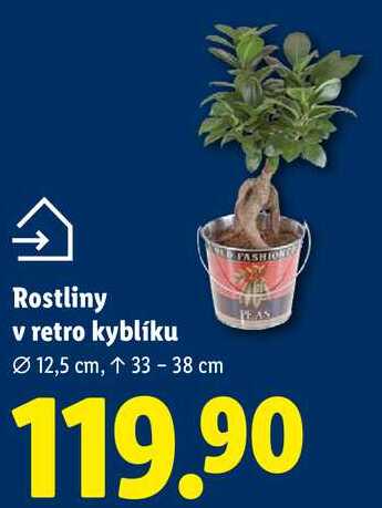 Rostliny v retro kyblíku