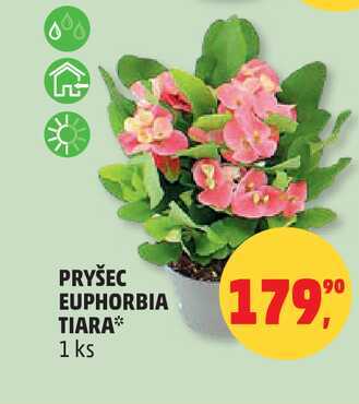 PRYŠEC EUPHORBIA, 1 ks