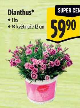 Dianthus