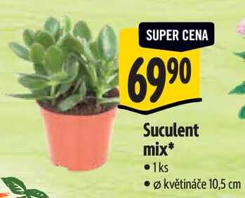 Suculent mix