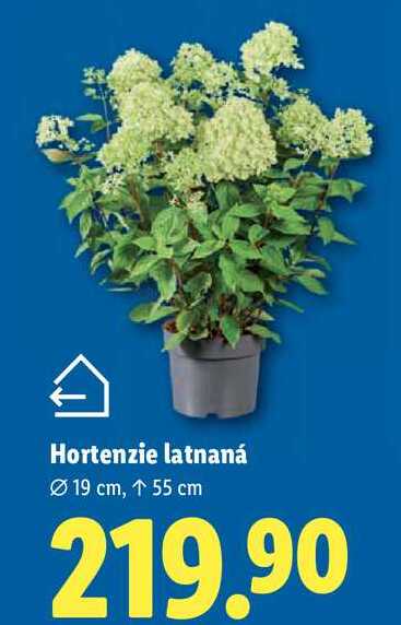 Hortenzie latnaná 