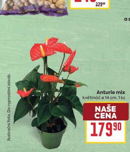 Anturie mix květináč o 14 cm, 1ks