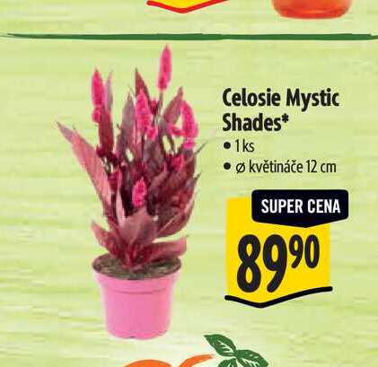 Celosie Mystic Shades, pr.květináče 12 cm 