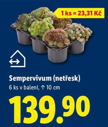 Sempervivum (netřesk), 6 ks