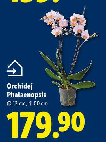 Orchidej Phalaenopsis