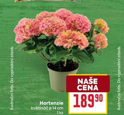 Hortenzie květináč ø 14 cm 1 ks