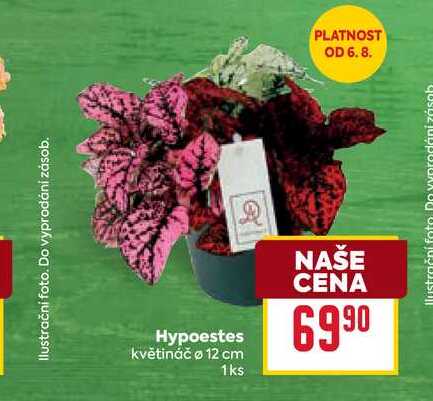 Hypoestes květináč o 12 cm 1ks