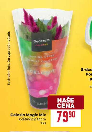 Celosia Magic Mix květináč o 12 cm 1ks