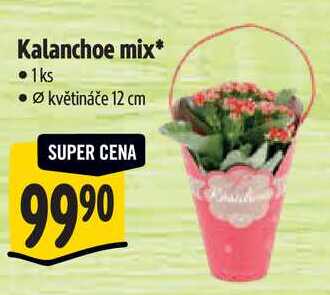 Kalanchoe mix