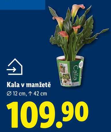 Kala v manžetě