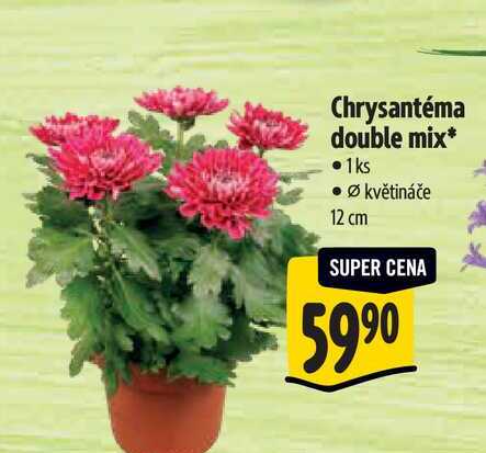 Chrysantéma double mix, pr. květináče 12 cm