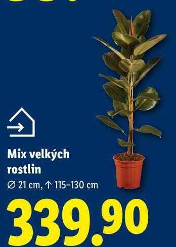 Mix velkých rostlin 