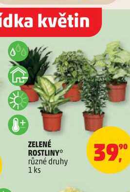 ZELENÉ ROSTLINY* různé druhy 1 ks