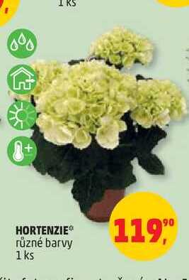 Hortenzie 1 ks