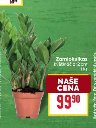 Zamiokulkas květináč o 12 cm