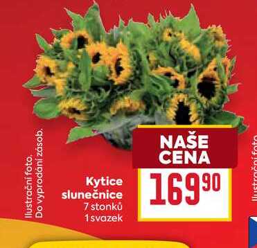 Kytice slunečnice 7 stonků 1 svazek 