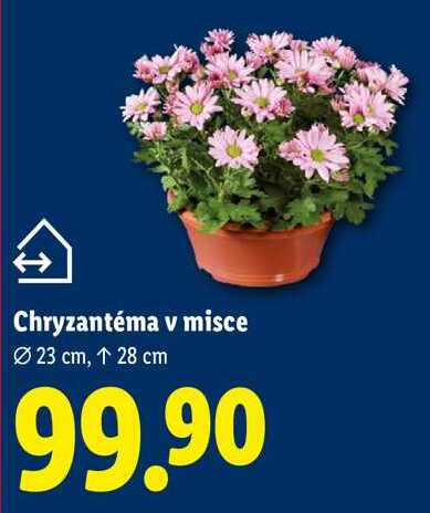 Chryzantéma v misce