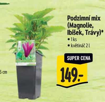 Podzimní mix (Magnolie, Ibišek, Trávy)