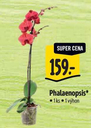 Phalaenopsis