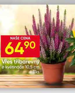 Vřes tříbarevný květináče 10,5 cm 1ks