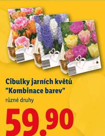 Cibulky jarních květů "Kombinace barev"
