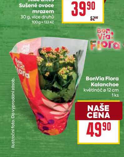 BonVia Flora Kalanchoe květináč 12 cm