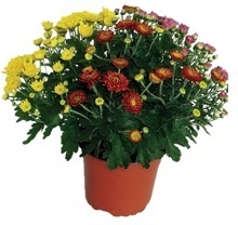 LISTOPADKA ZAHRADNÍ (CHRYSANTHEMUM MULTIFLORA)