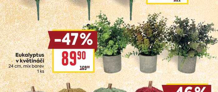 Eukalyptus v květináči 24 cm, mix barev 1 ks