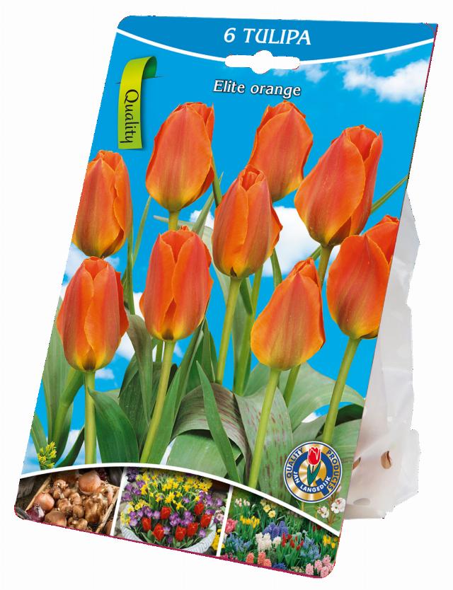 Cibulky květin 6x tulipány Elite oranžové