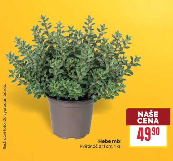 Hebe mix květináč ø 11 cm, 1 ks 