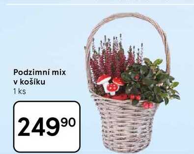 Podzimní mix v košíku, 1 ks