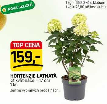 HORTENZIE LATNATÁ květináče 17 cm 1 ks