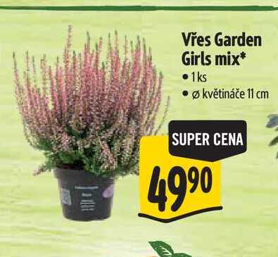 Vřes Garden Girls mix