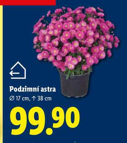 Podzimní astra