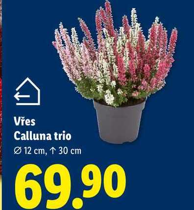 Vřes Calluna trio