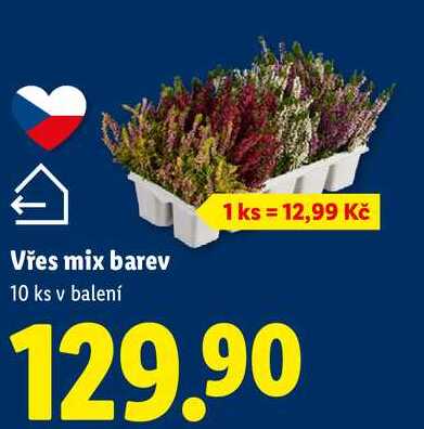 Vřes mix barev, 10 ks v balení