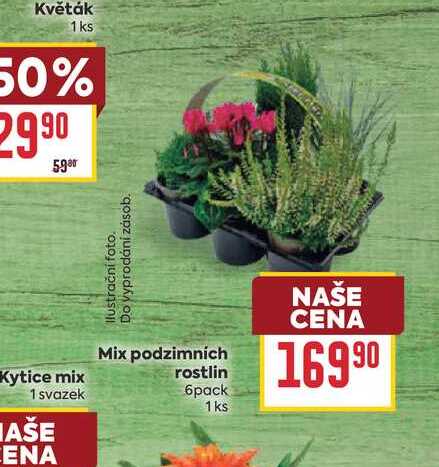Mix podzimních rostlin 6pack 1ks
