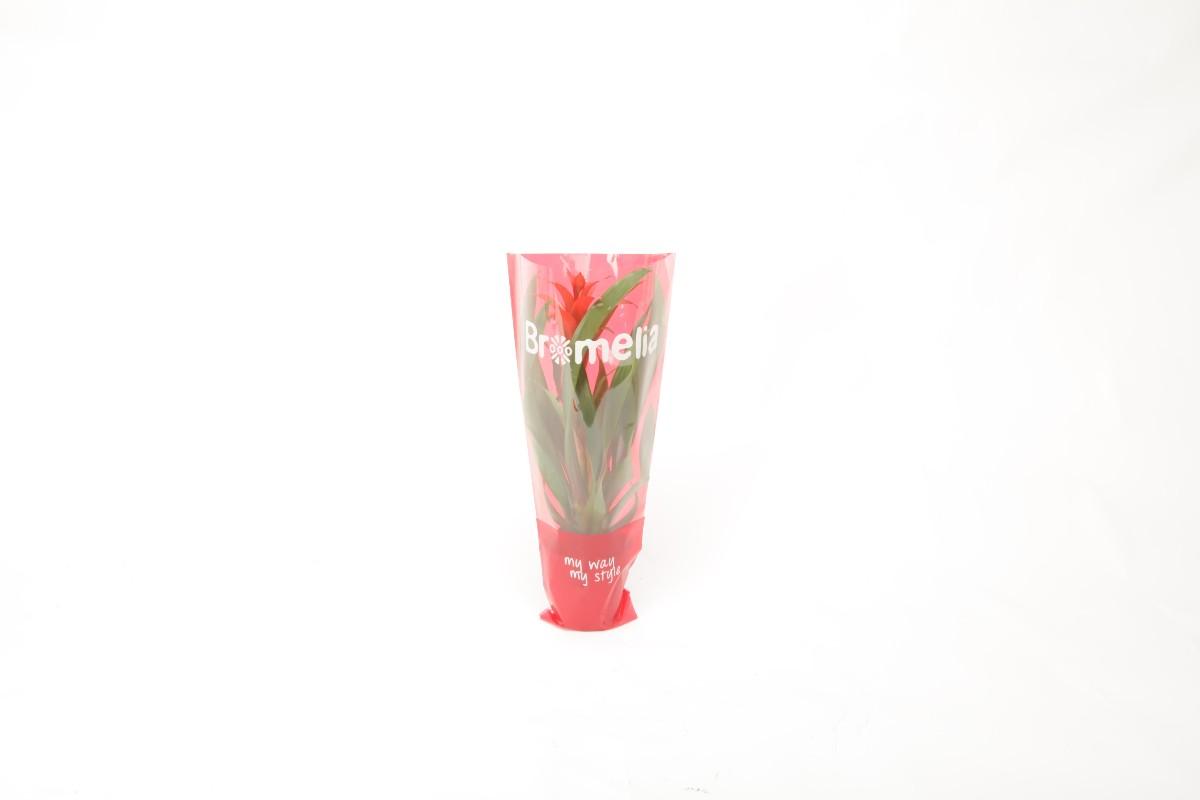 Bromelia, 1 KS