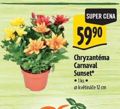 Chryzantéma Carnaval Sunset, pr. květináče 12 cm