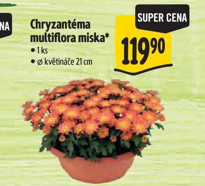 Chryzantéma multiflora miska, pr. květináče 21 cm