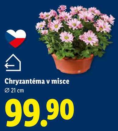 Chryzantéma v misce, Ø 21 cm