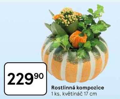 Rostlinná kompozice, 1 ks, květináč 17 cm