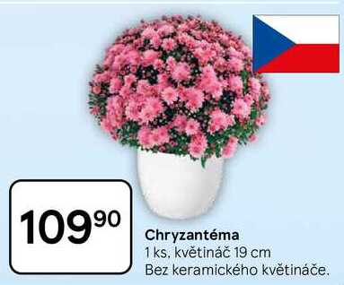 Chryzantéma, 1 ks. květináč 19 cm
