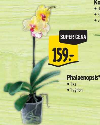 Phalaenopsis