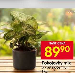 Pokojovky mix květináče 11 cm 1ks