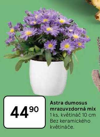 Astra dumosus mrazuvzdorná mix, 1 ks, květináč 10 cm