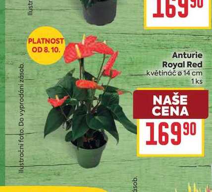 Anturie Royal Red květináč o 14 cm 1ks