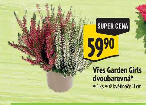 Vřes Garden Girls dvoubarevná 1 ks