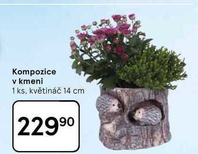 Kompozice v kmeni, 1 ks, květináč 14 cm  