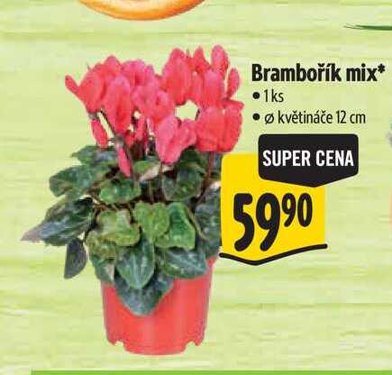 Brambořík mix, pr. květináče 12 cm 